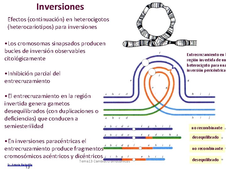 Inversiones Efectos (continuación) en heterocigotos (heterocariotipos) para inversiones • Los cromosomas sinapsados producen bucles Inversiones Efectos (continuación) en heterocigotos (heterocariotipos) para inversiones • Los cromosomas sinapsados producen bucles