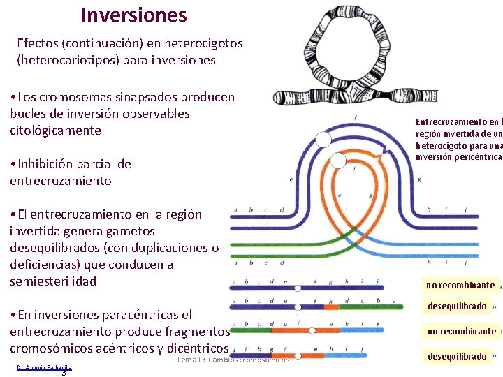 Inversiones Efectos (continuación) en heterocigotos (heterocariotipos) para inversiones • Los cromosomas sinapsados producen bucles