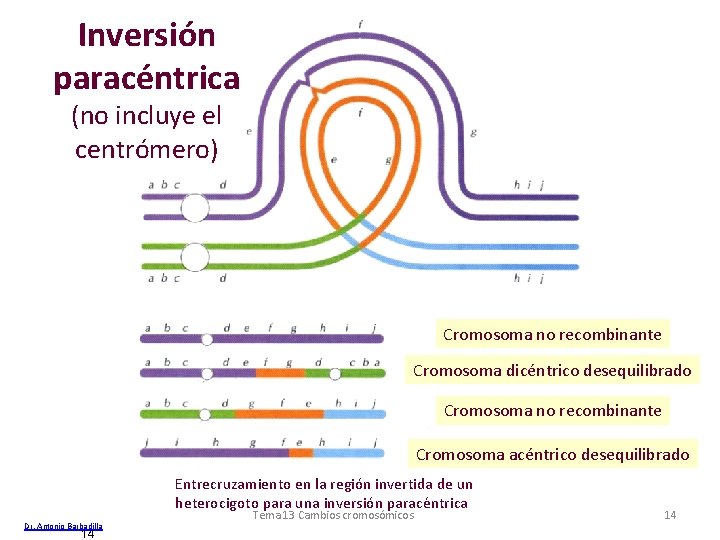 Inversión paracéntrica (no incluye el centrómero) Cromosoma no recombinante Cromosoma dicéntrico desequilibrado Cromosoma no