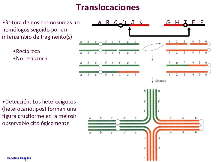 Translocaciones • Rotura de dos cromosomas no homólogos seguido por un intercambio de fragmento(s)