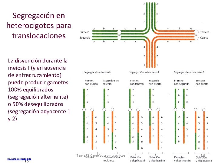 Segregación en heterocigotos para translocaciones La disyunción durante la meiosis I (y en ausencia