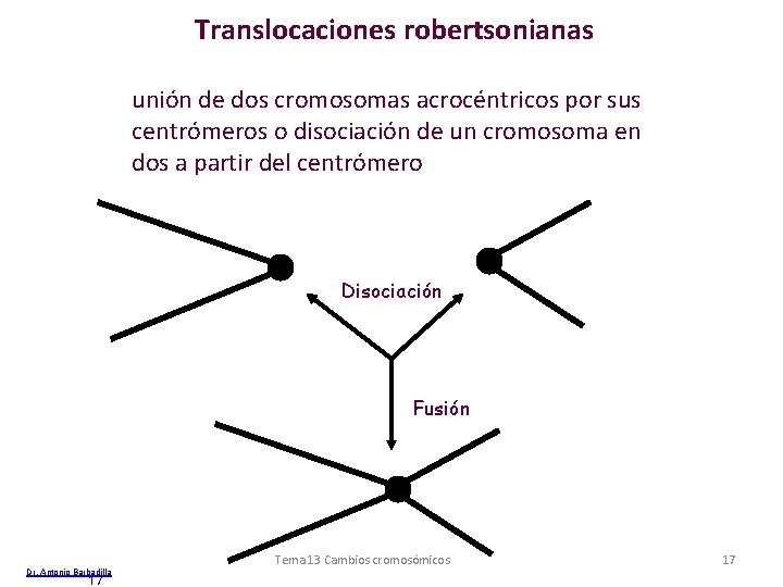 Translocaciones robertsonianas unión de dos cromosomas acrocéntricos por sus centrómeros o disociación de un