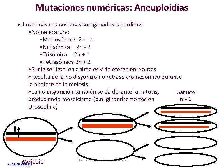 Mutaciones numéricas: Aneuploidías • Uno o más cromosomas son ganados o perdidos • Nomenclatura: