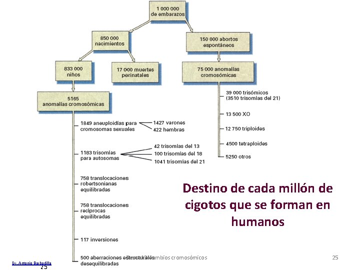 Destino de cada millón de cigotos que se forman en humanos Dr. Antonio Barbadilla Destino de cada millón de cigotos que se forman en humanos Dr. Antonio Barbadilla
