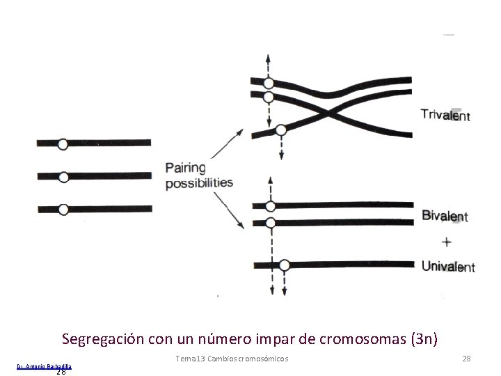 Segregación con un número impar de cromosomas (3 n) Dr. Antonio Barbadilla 28 Tema Segregación con un número impar de cromosomas (3 n) Dr. Antonio Barbadilla 28 Tema