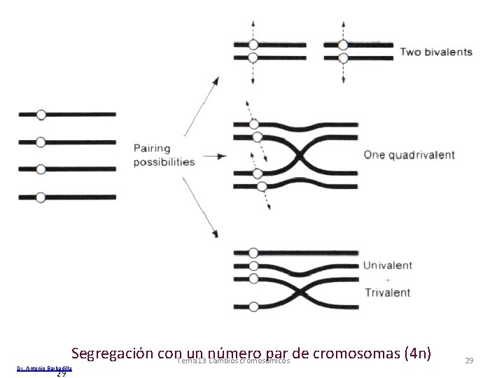 Segregación con. Tema un 13 número par de cromosomas (4 n) Cambios cromosómicos Dr.