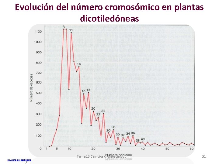 Evolución del número cromosómico en plantas dicotiledóneas Dr. Antonio Barbadilla 31 Tema 13 Cambios Evolución del número cromosómico en plantas dicotiledóneas Dr. Antonio Barbadilla 31 Tema 13 Cambios