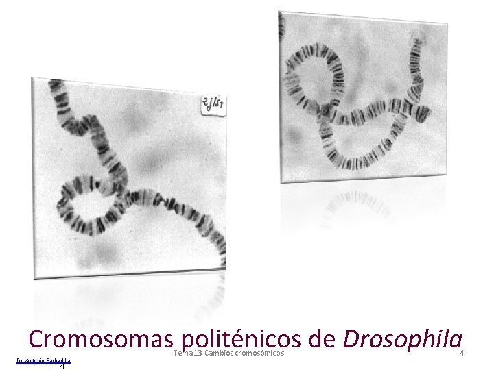 Cromosomas politénicos de Drosophila Dr. Antonio Barbadilla 4 Tema 13 Cambios cromosómicos 4 Cromosomas politénicos de Drosophila Dr. Antonio Barbadilla 4 Tema 13 Cambios cromosómicos 4