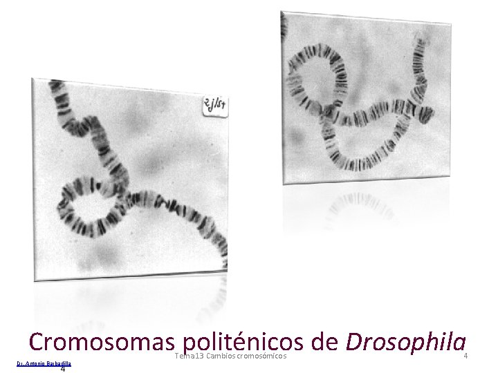 Cromosomas politénicos de Drosophila Dr. Antonio Barbadilla 4 Tema 13 Cambios cromosómicos 4 