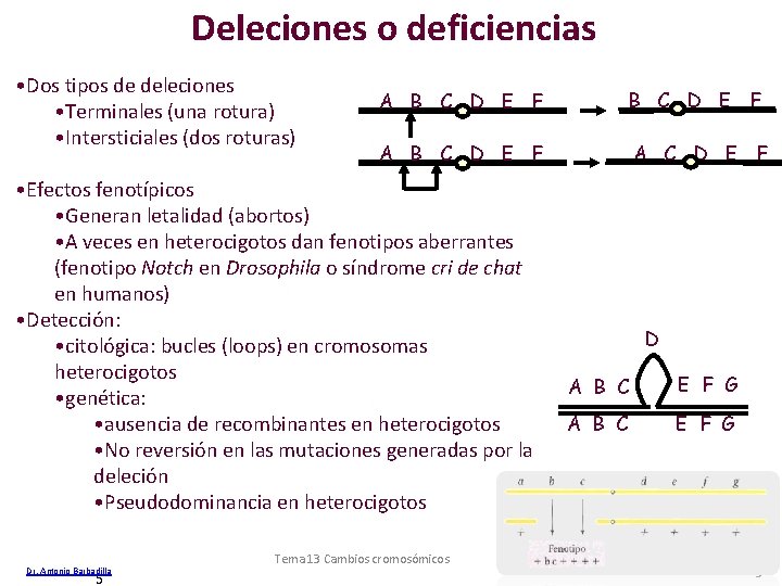 Deleciones o deficiencias • Dos tipos de deleciones • Terminales (una rotura) • Intersticiales Deleciones o deficiencias • Dos tipos de deleciones • Terminales (una rotura) • Intersticiales