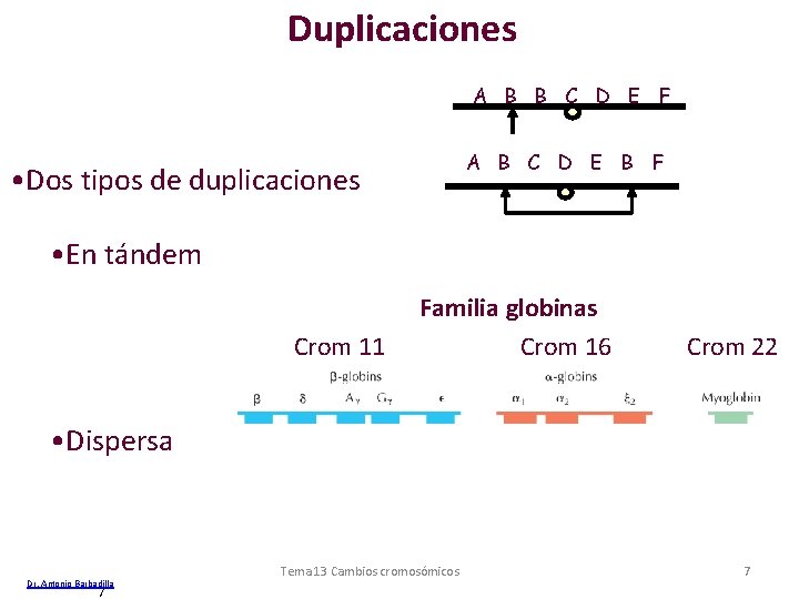 Duplicaciones A B B C D E F A B C D E B