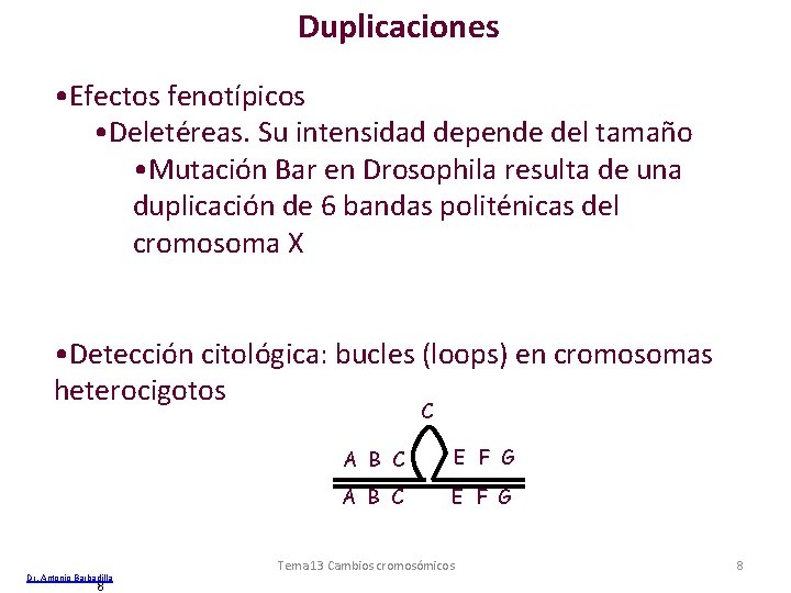 Duplicaciones • Efectos fenotípicos • Deletéreas. Su intensidad depende del tamaño • Mutación Bar Duplicaciones • Efectos fenotípicos • Deletéreas. Su intensidad depende del tamaño • Mutación Bar