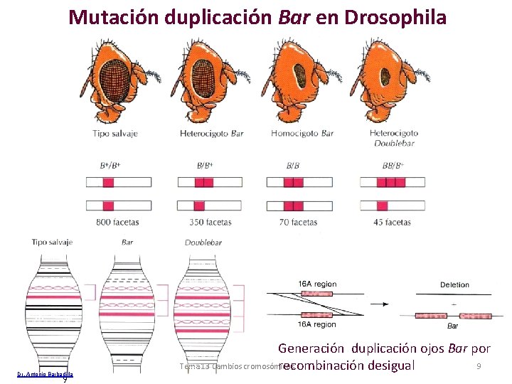 Mutación duplicación Bar en Drosophila Dr. Antonio Barbadilla 9 Generación duplicación ojos Bar por