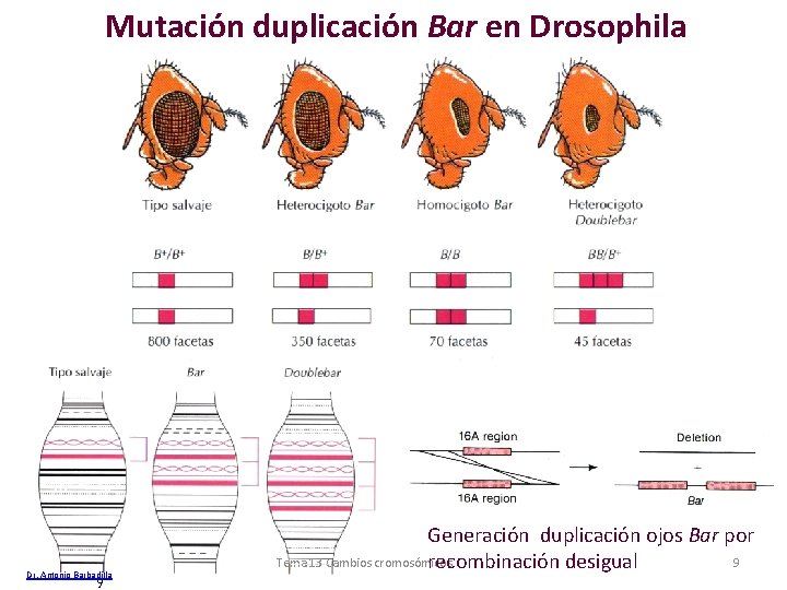 Mutación duplicación Bar en Drosophila Dr. Antonio Barbadilla 9 Generación duplicación ojos Bar por Mutación duplicación Bar en Drosophila Dr. Antonio Barbadilla 9 Generación duplicación ojos Bar por