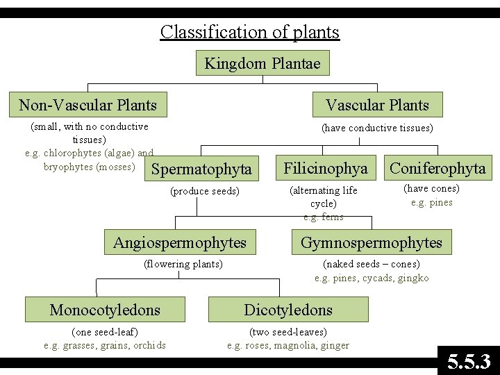 Classification of plants Kingdom Plantae Non-Vascular Plants (small, with no conductive tissues) e. g.