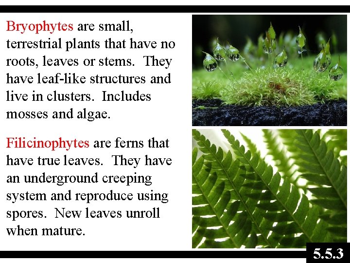 Bryophytes are small, terrestrial plants that have no roots, leaves or stems. They have