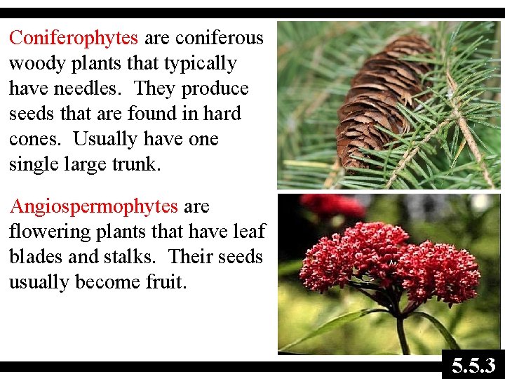 Coniferophytes are coniferous woody plants that typically have needles. They produce seeds that are