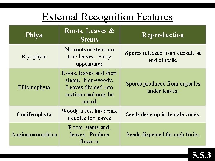 External Recognition Features Phlya Roots, Leaves & Stems Reproduction Bryophyta No roots or stem,