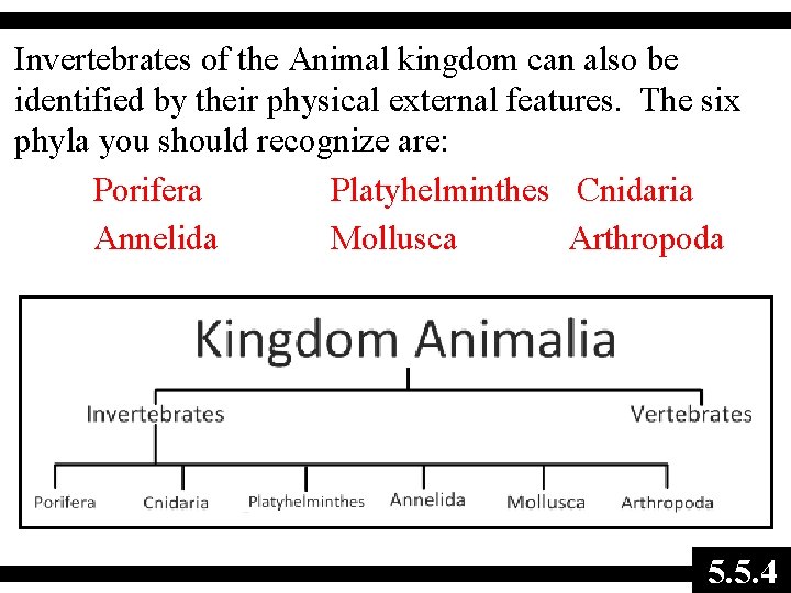Invertebrates of the Animal kingdom can also be identified by their physical external features.