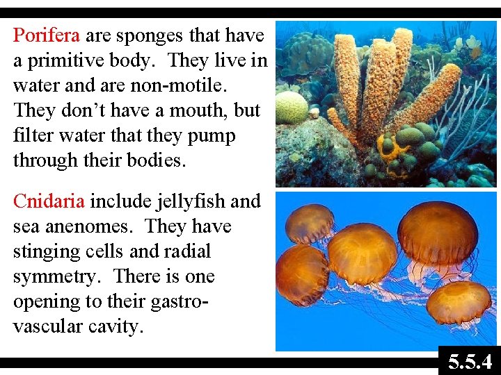 Porifera are sponges that have a primitive body. They live in water and are