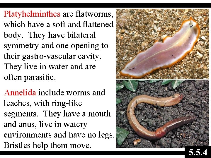 Platyhelminthes are flatworms, which have a soft and flattened body. They have bilateral symmetry