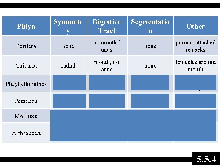 Phlya Symmetr y Digestive Tract Segmentatio n Other Porifera none no mouth / anus