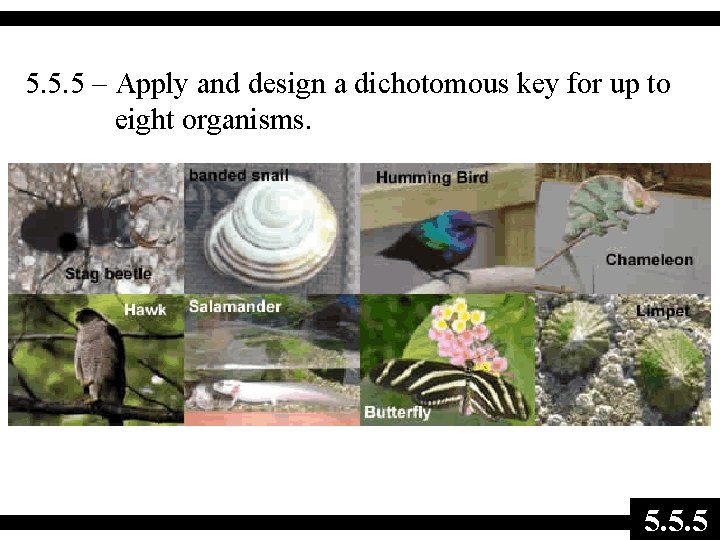 5. 5. 5 – Apply and design a dichotomous key for up to eight