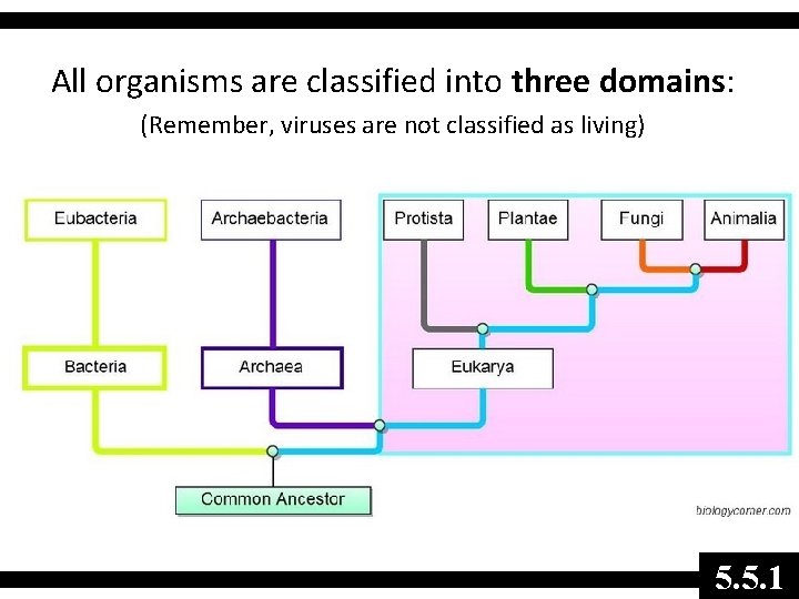 All organisms are classified into three domains: (Remember, viruses are not classified as living)