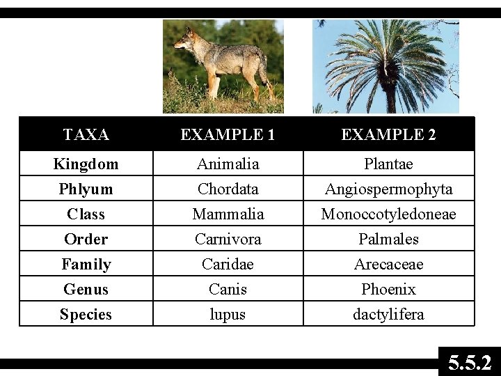 TAXA EXAMPLE 1 EXAMPLE 2 Kingdom Animalia Plantae Phlyum Class Order Family Genus Species