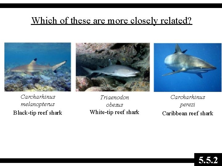 Which of these are more closely related? Carcharhinus melanopterus Black-tip reef shark Triaenodon obesus
