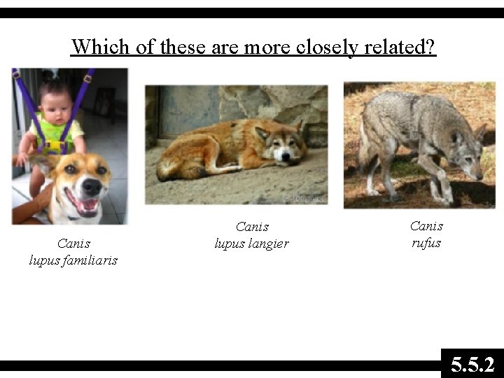 Which of these are more closely related? Canis lupus familiaris Canis lupus langier Canis