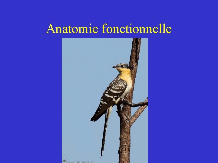 Anatomie fonctionnelle Anatomie fonctionnelle