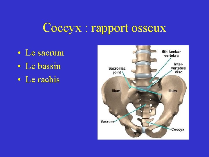 Coccyx : rapport osseux • Le sacrum • Le bassin • Le rachis Coccyx : rapport osseux • Le sacrum • Le bassin • Le rachis