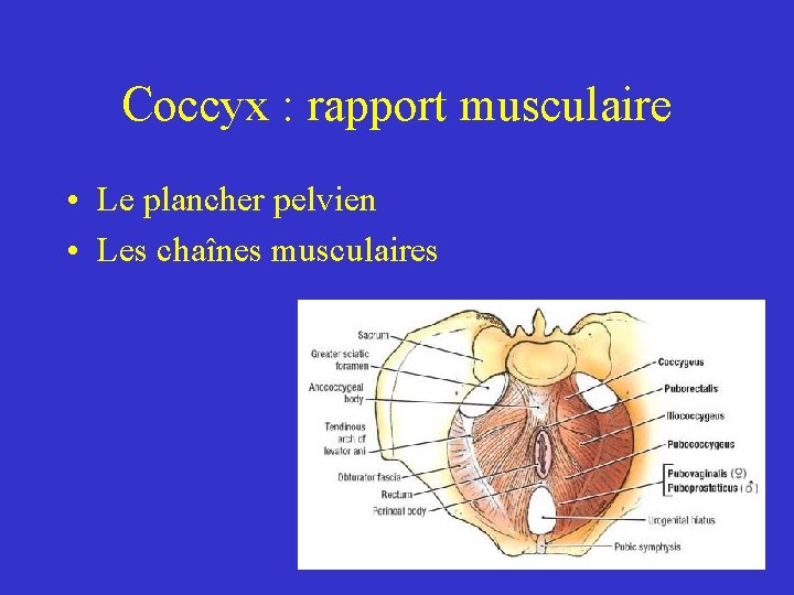 Coccyx : rapport musculaire • Le plancher pelvien • Les chaînes musculaires Coccyx : rapport musculaire • Le plancher pelvien • Les chaînes musculaires