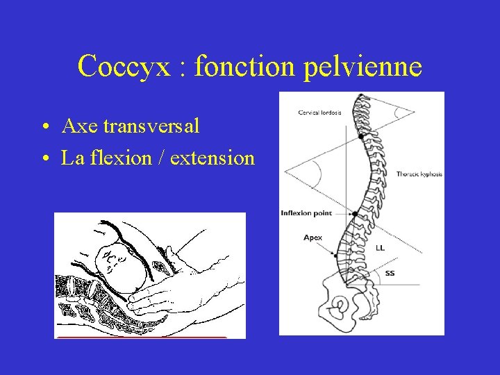 Coccyx : fonction pelvienne • Axe transversal • La flexion / extension Coccyx : fonction pelvienne • Axe transversal • La flexion / extension