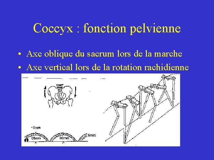 Coccyx : fonction pelvienne • Axe oblique du sacrum lors de la marche • Coccyx : fonction pelvienne • Axe oblique du sacrum lors de la marche •