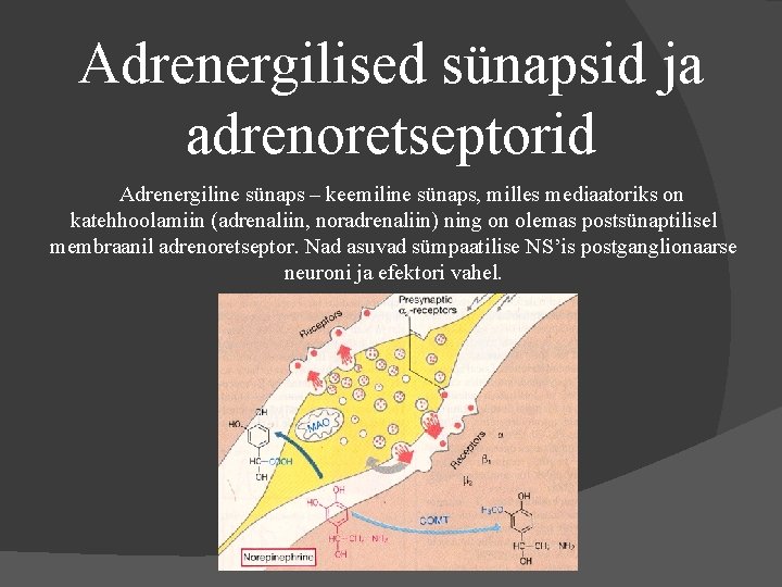 Adrenergilised sünapsid ja adrenoretseptorid Adrenergiline sünaps – keemiline sünaps, milles mediaatoriks on katehhoolamiin (adrenaliin,