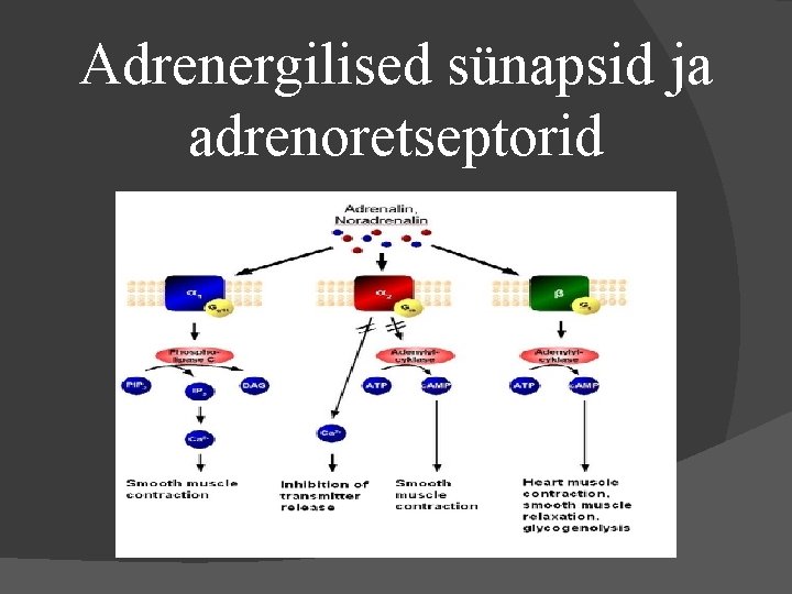 Adrenergilised sünapsid ja adrenoretseptorid 