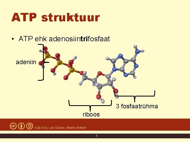 ATP struktuur • ATP ehk adenosiintrifosfaat adeniin 3 fosfaatrühma riboos Külli Kori, Leo Siiman, ATP struktuur • ATP ehk adenosiintrifosfaat adeniin 3 fosfaatrühma riboos Külli Kori, Leo Siiman,