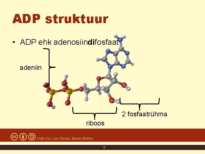 ADP struktuur • ADP ehk adenosiindifosfaat adeniin 2 fosfaatrühma riboos Külli Kori, Leo Siiman, ADP struktuur • ADP ehk adenosiindifosfaat adeniin 2 fosfaatrühma riboos Külli Kori, Leo Siiman,