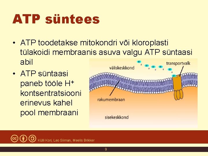 ATP süntees • ATP toodetakse mitokondri või kloroplasti tülakoidi membraanis asuva valgu ATP süntaasi ATP süntees • ATP toodetakse mitokondri või kloroplasti tülakoidi membraanis asuva valgu ATP süntaasi