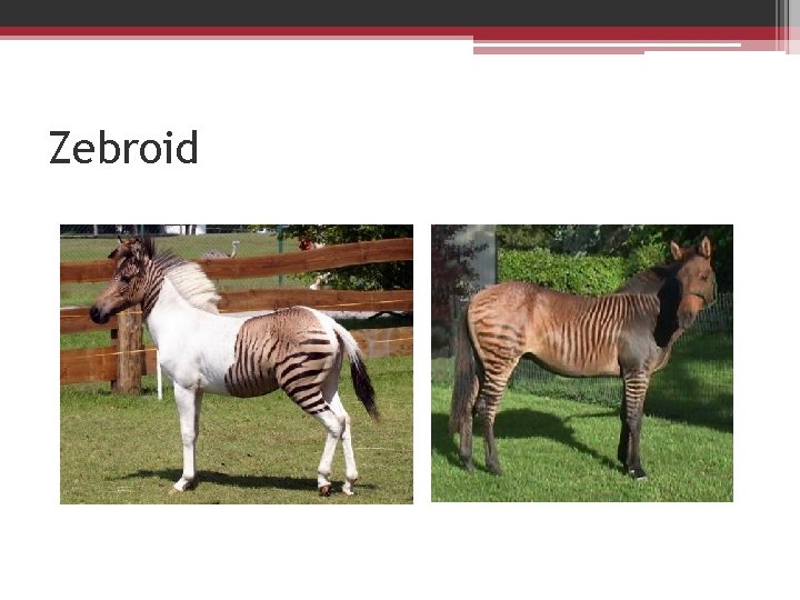 Zebroid Zebroid