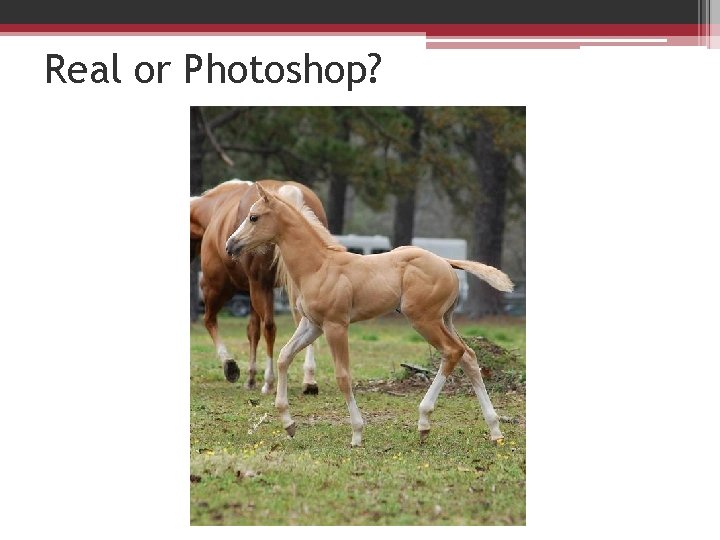 Real or Photoshop? Real or Photoshop?