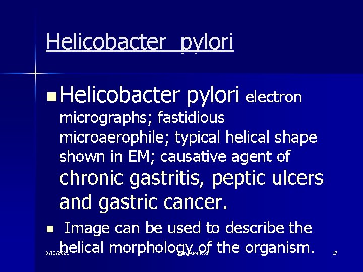 Helicobacter pylori n Helicobacter pylori electron micrographs; fastidious microaerophile; typical helical shape shown in