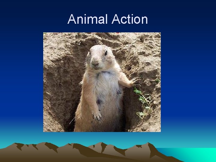 Animal Action 