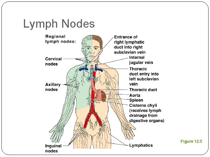 Lymph Nodes Figure 12. 3 Lymph Nodes Figure 12. 3