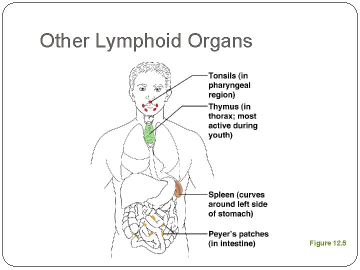 Other Lymphoid Organs Figure 12. 5 