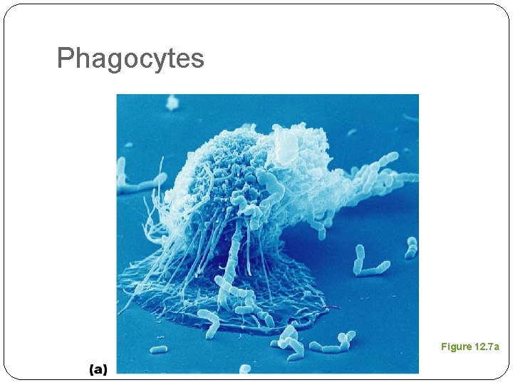 Phagocytes Figure 12. 7 a 