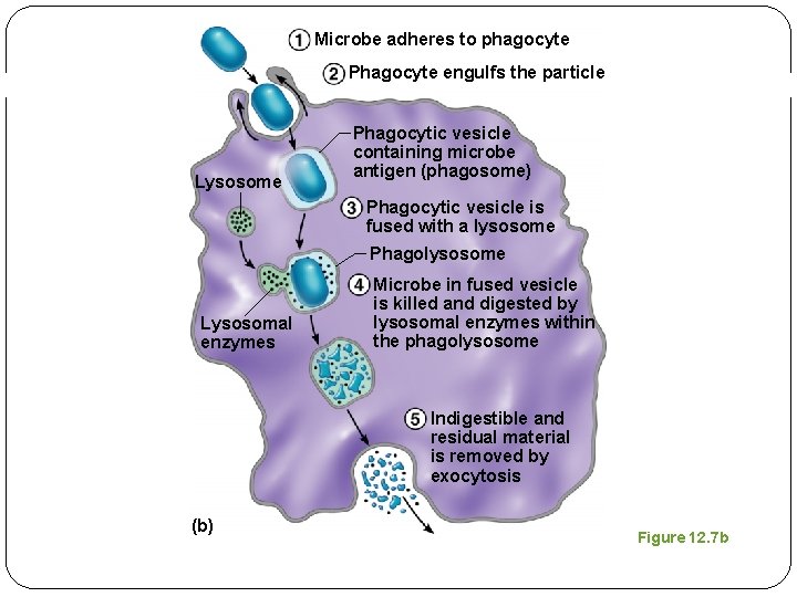 Microbe adheres to phagocyte Phagocyte engulfs the particle Lysosome Phagocytic vesicle containing microbe antigen Microbe adheres to phagocyte Phagocyte engulfs the particle Lysosome Phagocytic vesicle containing microbe antigen