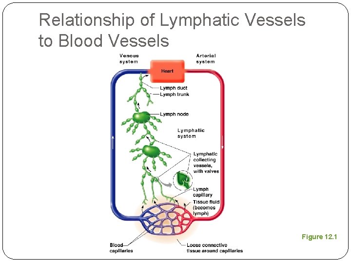 Relationship of Lymphatic Vessels to Blood Vessels Figure 12. 1 